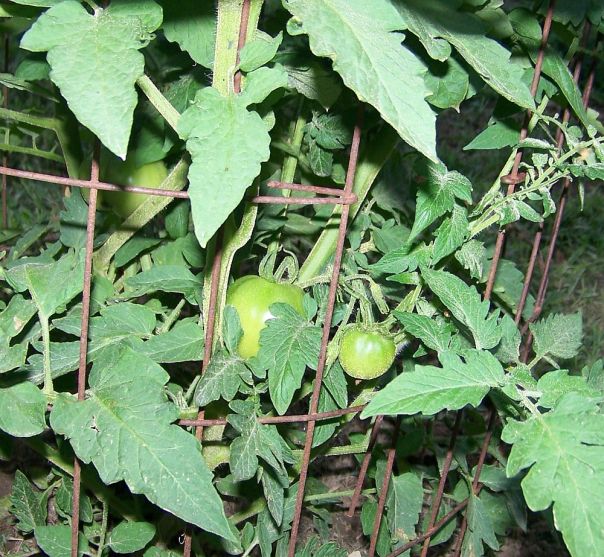 "Homegrown Tomatoes"